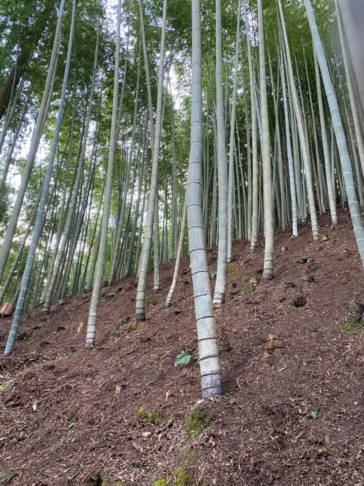 竹林の管理