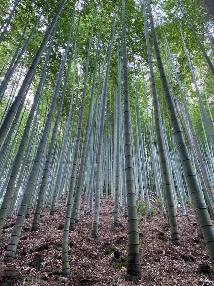 竹林の風景